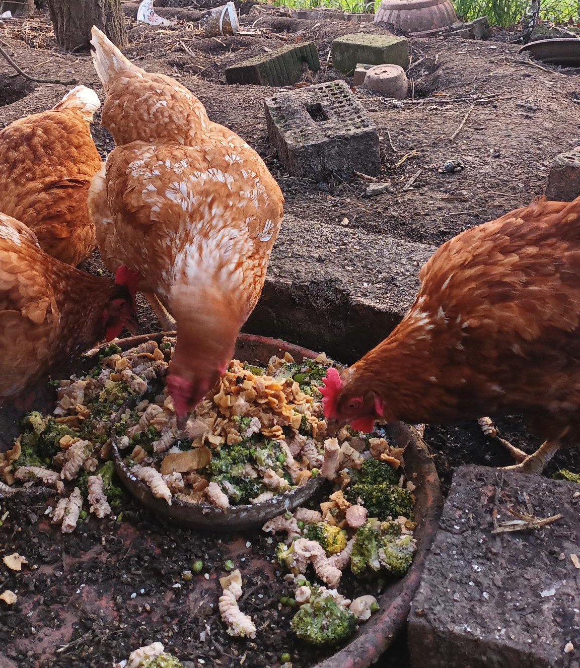 Picture of Chicken eating broccoil pasta
